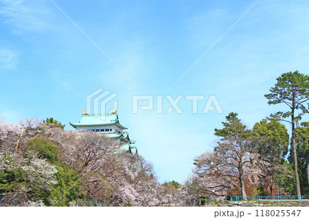 愛知県名古屋市、満開の桜と名古屋城の風景 愛知県名古屋市、満開の桜と名古屋城の風景 118025547