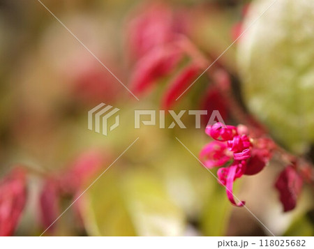 開花をし始めたベニバナトキワマンサクとコピースペース 118025682