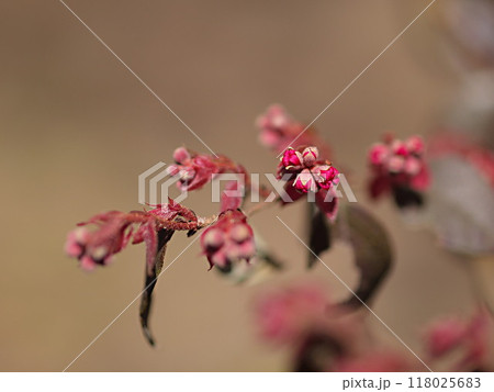 開花をし始めたベニバナトキワマンサクとコピースペース 開花をし始めたベニバナトキワマンサクとコピースペース 118025683
