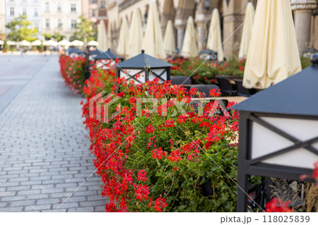 Beautiful red hybrid ivy-leaf geranium flowers Pelargonium peltatum on flowerbed. Terrace with flowers in pots. Decorative street lamps decorating a summer terrace Beautiful red hybrid ivy-leaf geranium flowers Pelargonium peltatum on flowerbed. Terrace with flowers in pots. Decorative street lamps decorating a summer terrace 118025839