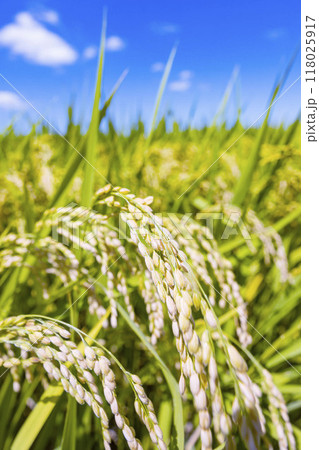 田園風景 田園風景 118025917