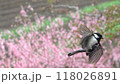 早春に桃の満開を背景にして飛翔するシジュウカラ 118026891