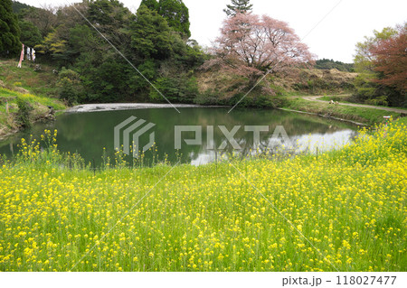 ジラカンス桜 ジラカンス桜 118027477