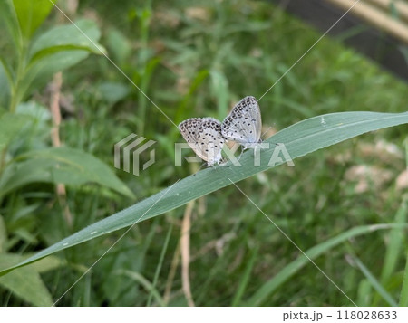 夏の野原で草の葉に止まるヤマトシジミ蝶の雄と雌 夏の野原で草の葉に止まるヤマトシジミ蝶の雄と雌 118028633
