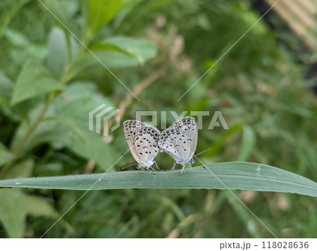 夏の野原で草の葉に止まるヤマトシジミ蝶の雄と雌 118028636