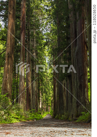 日本 長野県長野市にある戸隠神社の奥社の杉並木の参道と奥社院坊跡 日本 長野県長野市にある戸隠神社の奥社の杉並木の参道と奥社院坊跡 118028650