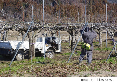 梨の木の枝の剪定鷺を宇の様子 118028791