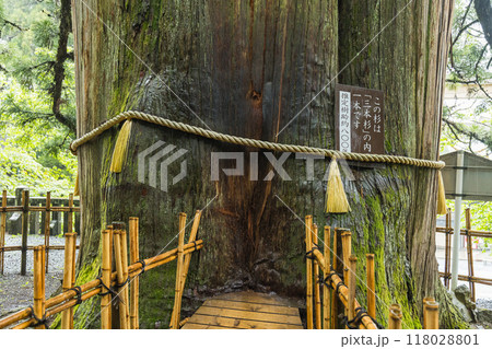 日本 長野県長野市にある戸隠神社の中社の三本杉 日本 長野県長野市にある戸隠神社の中社の三本杉 118028801