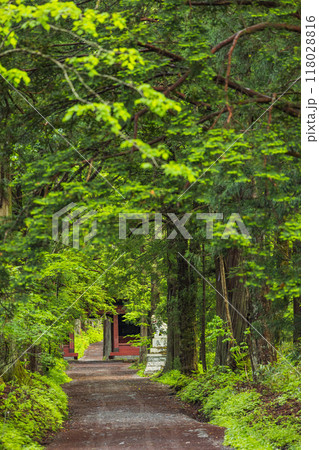 日本 長野県長野市にある戸隠神社の奥社参道と随神門 日本 長野県長野市にある戸隠神社の奥社参道と随神門 118028816