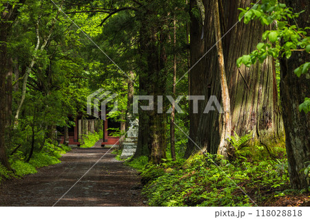 日本 長野県長野市にある戸隠神社の奥社参道と随神門 日本 長野県長野市にある戸隠神社の奥社参道と随神門 118028818