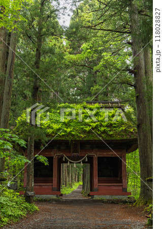 日本 長野県長野市にある戸隠神社の奥社参道と随神門 日本 長野県長野市にある戸隠神社の奥社参道と随神門 118028827