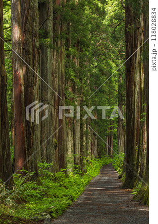 日本 長野県長野市にある戸隠神社の奥社の杉並木の参道 日本 長野県長野市にある戸隠神社の奥社の杉並木の参道 118028834