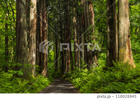 日本 長野県長野市にある戸隠神社の奥社の杉並木の参道 日本 長野県長野市にある戸隠神社の奥社の杉並木の参道 118028845