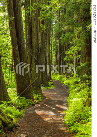 日本 長野県長野市にある戸隠神社の奥社の杉並木の参道 日本 長野県長野市にある戸隠神社の奥社の杉並木の参道 118028853