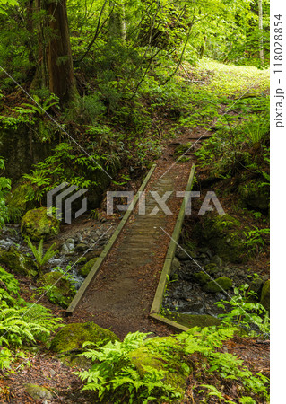 日本　長野県長野市にある戸隠神社の奥社の参道沿いの風景 118028854