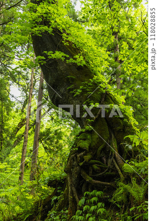 日本 長野県長野市にある戸隠神社の奥社の参道沿いの風景 日本 長野県長野市にある戸隠神社の奥社の参道沿いの風景 118028855