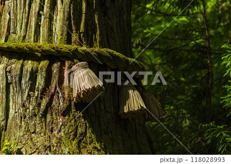 日本 長野県長野市にある戸隠神社の奥社の参道沿いにある杉の木 日本 長野県長野市にある戸隠神社の奥社の参道沿いにある杉の木 118028993