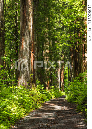 日本 長野県長野市にある戸隠神社の奥社の杉並木の参道と奥社院坊跡 日本 長野県長野市にある戸隠神社の奥社の杉並木の参道と奥社院坊跡 118029010