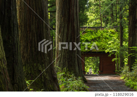 日本 長野県長野市にある戸隠神社の奥社の杉並木の参道と随神門 日本 長野県長野市にある戸隠神社の奥社の杉並木の参道と随神門 118029016