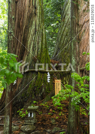日本　長野県長野市にある戸隠神社の火之御子社の夫婦杉 118029058