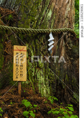 日本 長野県長野市にある戸隠神社の火之御子社の夫婦杉 日本 長野県長野市にある戸隠神社の火之御子社の夫婦杉 118029061