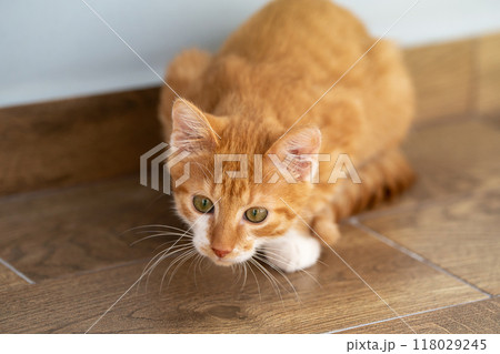 Ginger tabby little kitten look away sitting on the floor. Animal portrait. Pet. Sitting posing. Beautiful funny kitten Ginger tabby little kitten look away sitting on the floor. Animal portrait. Pet. Sitting posing. Beautiful funny kitten 118029245