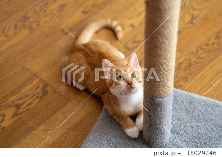 Domestic ginger little cute kitten plays with a scratching post. Fun for cats. Pets 118029246