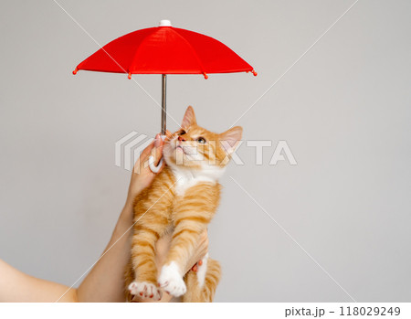 Ginger tabby little kitten under red umbrella. Animal Insurance Concept. Housing for homeless animals. Shelter, adopt a pet. Beautiful funny kitten in female hands Ginger tabby little kitten under red umbrella. Animal Insurance Concept. Housing for homeless animals. Shelter, adopt a pet. Beautiful funny kitten in female hands 118029249
