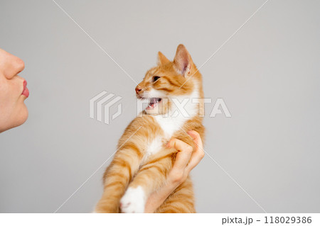The owner kisses her cat. An angry and aggressive ginger tabby kitten does not want to play. Love for cats. Naughty cat owner. The owner kisses her cat. An angry and aggressive ginger tabby kitten does not want to play. Love for cats. Naughty cat owner. 118029386