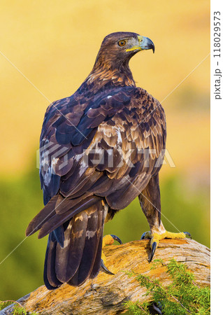 Golden Eagle, Mediterranean Forest, Spain Golden Eagle, Mediterranean Forest, Spain 118029573