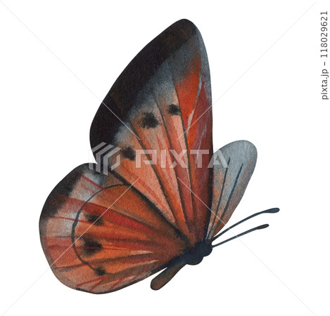 orange black butterfly illustrations for Halloween. Beautiful monarch butterfly isolated background. watercolor painting orange black butterfly illustrations for Halloween. Beautiful monarch butterfly isolated background. watercolor painting 118029621