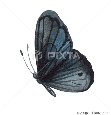Black butterfly illustrations for Halloween. Beautiful halloween butterfly isolated background. watercolor painting Black butterfly illustrations for Halloween. Beautiful halloween butterfly isolated background. watercolor painting 118029622