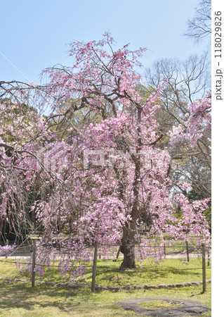 長居植物園の桜 118029826