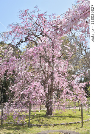 長居植物園の桜 長居植物園の桜 118029827