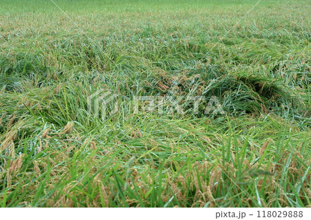 収穫まじかの水田を台風が襲いました。 収穫まじかの水田を台風が襲いました。 118029888
