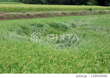 収穫まじかの水田を台風が襲いました。 118029890