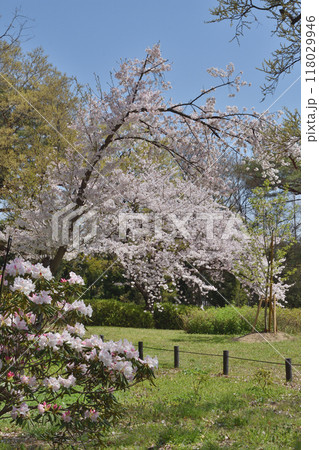 長居植物園の石楠花と桜 118029946