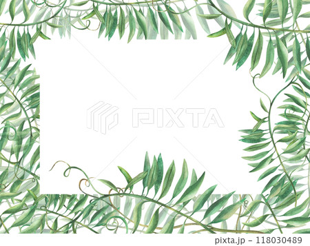 Mouse pea flowerless banner. Wildflower climbing plan green twig frame. Watercolour illustration. Meadow herbs, grass Realistic hand drawn template for greeting card, label isolated from background Mouse pea flowerless banner. Wildflower climbing plan green twig frame. Watercolour illustration. Meadow herbs, grass Realistic hand drawn template for greeting card, label isolated from background 118030489