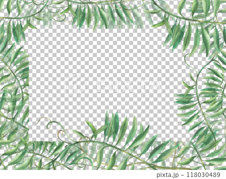 Mouse pea flowerless banner. Wildflower climbing plan green twig frame. Watercolour illustration. Meadow herbs, grass Realistic hand drawn template for greeting card, label isolated from background Mouse pea flowerless banner. Wildflower climbing plan green twig frame. Watercolour illustration. Meadow herbs, grass Realistic hand drawn template for greeting card, label isolated from background 118030489