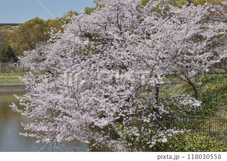 長居植物園の桜 118030558