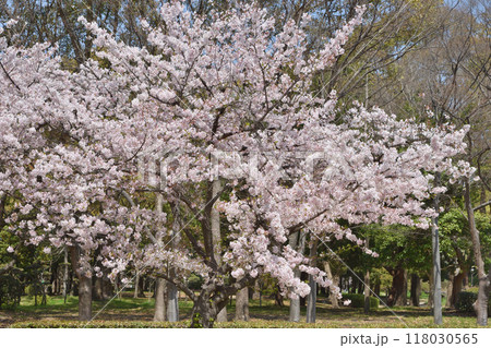 長居植物園の桜 118030565