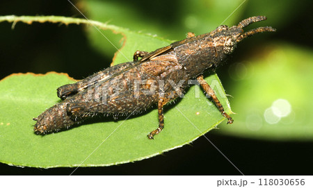 Tropical Grasshopper, Amazonia Tropical Grasshopper, Amazonia 118030656