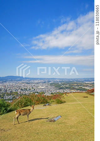 奈良・秋の若草山一重目 鹿と奈良の街並み 118030665