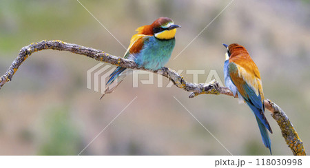 Bee-eater 118030998