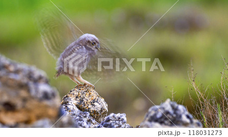 Blurred Little Owl 118031273