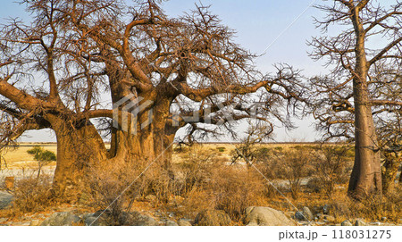 Baobab, Makgadikgadi Pans National Park, Botswana 118031275