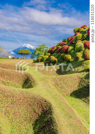 【静岡県】ツツジ咲く山中城址公園、後方に富士山 【静岡県】ツツジ咲く山中城址公園、後方に富士山 118031320