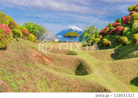 【静岡県】ツツジ咲く山中城址公園、後方に富士山 118031321