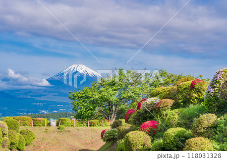 【静岡県】ツツジ咲く山中城址公園、後方に富士山 【静岡県】ツツジ咲く山中城址公園、後方に富士山 118031328