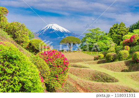 【静岡県】ツツジ咲く山中城址公園、後方に富士山 【静岡県】ツツジ咲く山中城址公園、後方に富士山 118031331